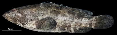 Image result for Epinephelus andersoni