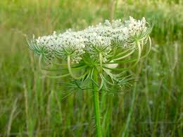 Attēlu rezultāti vaicājumam “Daucus carota subsp. carota flower”