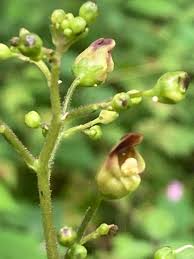 Attēlu rezultāti vaicājumam “Scrophularia nodosa flower”
