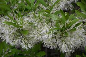 Attēlu rezultāti vaicājumam “Chionanthus virginicus flower”