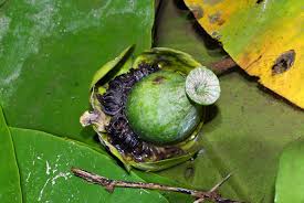 Attēlu rezultāti vaicājumam “Nuphar lutea leaf”