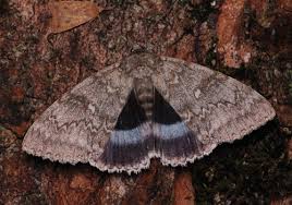 Attēlu rezultāti vaicājumam “Catocala fraxini”