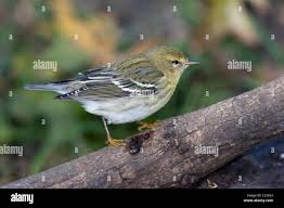 Image result for Dendroica striata