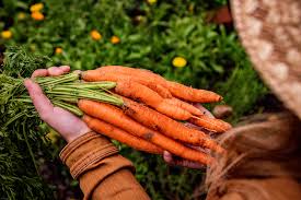 Image result for Möhren