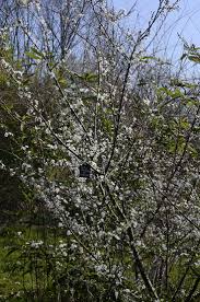 Attēlu rezultāti vaicājumam “Prunus cerasifera var. divaricata bud”