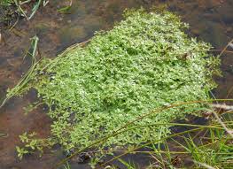 Attēlu rezultāti vaicājumam “Callitriche verna leaf”