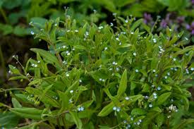 Attēlu rezultāti vaicājumam “Myosotis sparsiflora flower”