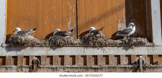 Attēlu rezultāti vaicājumam “Rissa tridactyla nest”