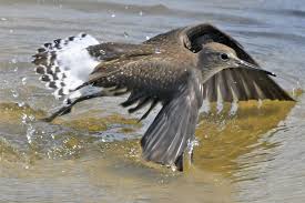 Attēlu rezultāti vaicājumam “Tringa ochropus”