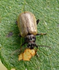 Attēlu rezultāti vaicājumam “Lochmaea caprea”