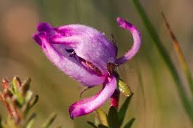 Attēlu rezultāti vaicājumam “Empetrum nigrum flower”