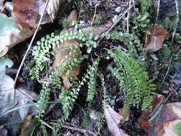 Attēlu rezultāti vaicājumam “Asplenium viride”