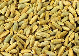 Image result for Secale cereale