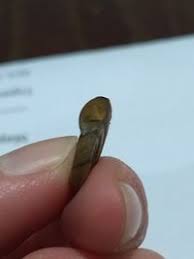 Attēlu rezultāti vaicājumam “Planorbis planorbis”