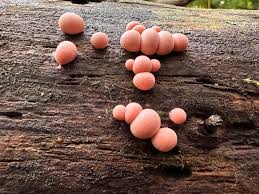 Attēlu rezultāti vaicājumam “Lycogala exiguum aggr. sessile”