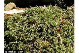 Attēlu rezultāti vaicājumam “Isothecium alopecuroides”