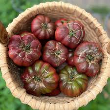 Afbeeldingsresultaat voor purple calabash tomato