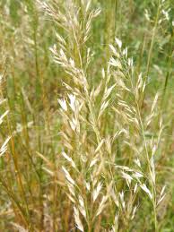 Attēlu rezultāti vaicājumam “Trisetum flavescens flower”