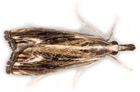 Attēlu rezultāti vaicājumam “Catoptria verellus”