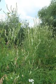 Attēlu rezultāti vaicājumam “Melilotus wolgicus”