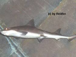 Image result for Mustelus palumbes