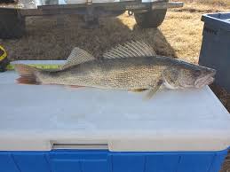 Image result for Sander canadensis/vitreus