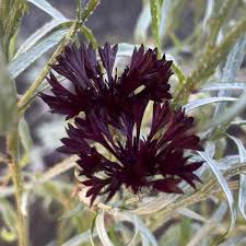 Image result for Helichrysum subulifolium