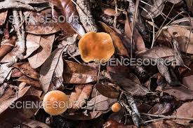 Attēlu rezultāti vaicājumam “Gymnopilus sapineus”