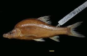 Image result for Cyprinus megalophthalmus