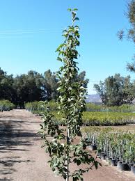 Attēlu rezultāti vaicājumam “Pyrus”
