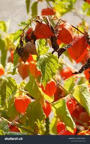 Attēlu rezultāti vaicājumam “Physalis alkekengi leaf”