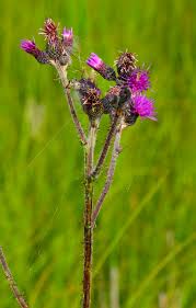 Attēlu rezultāti vaicājumam “Cirsium palustre”