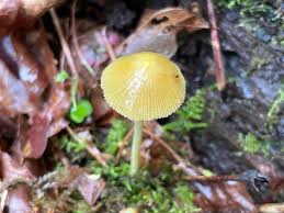 Attēlu rezultāti vaicājumam “Bolbitius vitellinus”