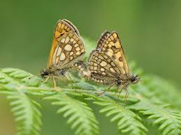 Attēlu rezultāti vaicājumam “Carterocephalus silvicolus female”