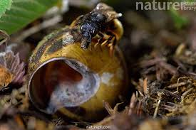 Attēlu rezultāti vaicājumam “Osmia bicolor”