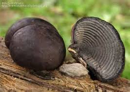 Attēlu rezultāti vaicājumam “Daldinia concentrica”