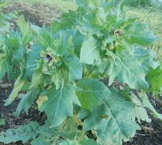 Attēlu rezultāti vaicājumam “Hyoscyamus niger”