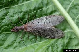 Attēlu rezultāti vaicājumam “Megaloptera”