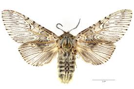 Attēlu rezultāti vaicājumam “Cerura vinula imago”