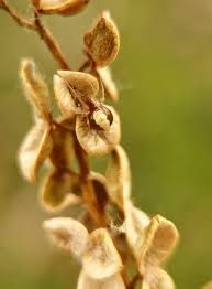 Attēlu rezultāti vaicājumam “Neottiura bimaculata female”