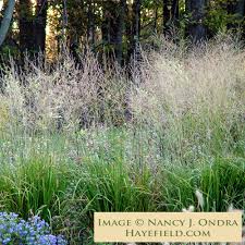 Attēlu rezultāti vaicājumam “Molinia caerulea”