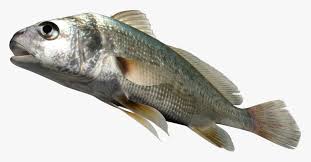 Image result for Aplodinotus grunniens