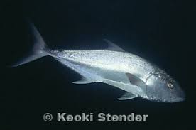 Image result for Seriola rivoliana