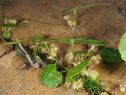 Attēlu rezultāti vaicājumam “Hydrocotyle vulgaris flower”