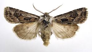 Attēlu rezultāti vaicājumam “Agrotis vestigialis”