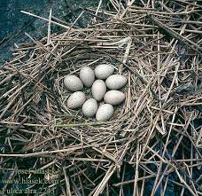 Attēlu rezultāti vaicājumam “Fulica atra eggs”