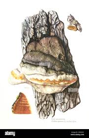 Attēlu rezultāti vaicājumam “Phellinus igniarius”