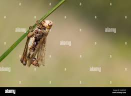 Attēlu rezultāti vaicājumam “Entomophaga grylli”