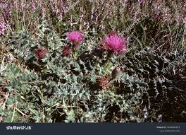 Attēlu rezultāti vaicājumam “Cirsium acaule leaf”