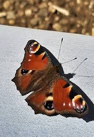 Attēlu rezultāti vaicājumam “Inachis io upperside”